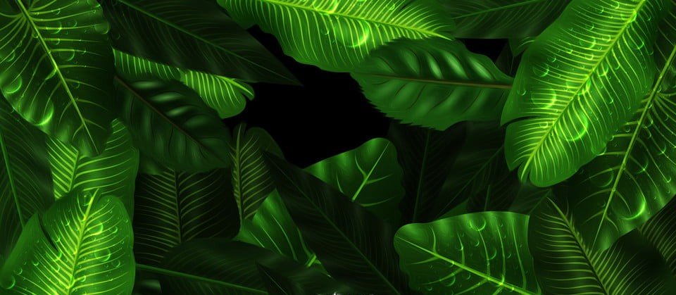 صورة رئيسية